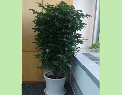 绿植租摆：多枝绿宝