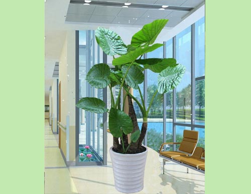 绿植租摆：滴水观音