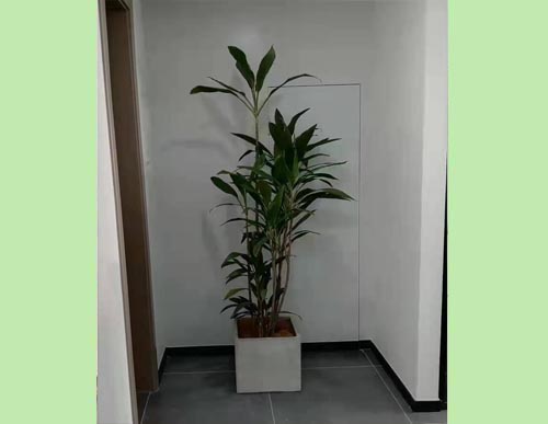 造型青叶铁