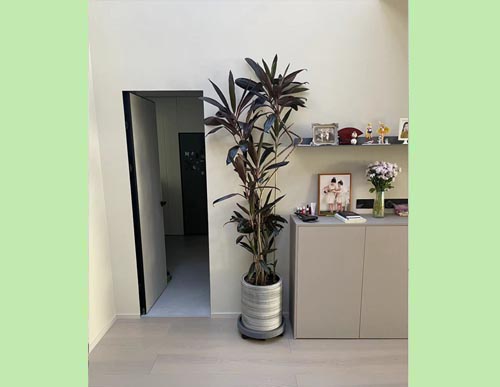 造型青叶铁