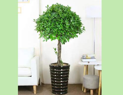 绿植租摆：造型榕树