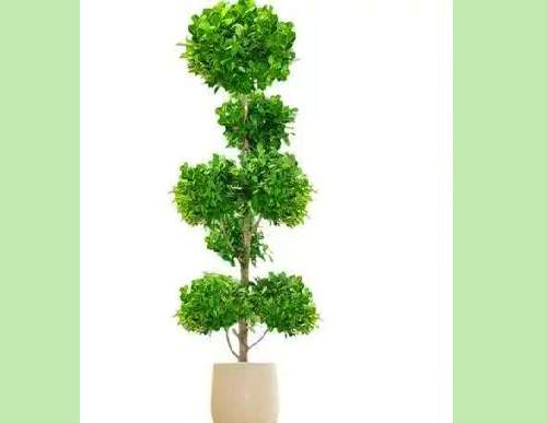 绿植租摆：造型榕树