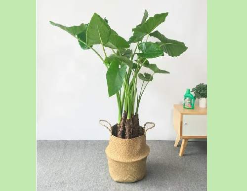 绿植租摆：滴水观音