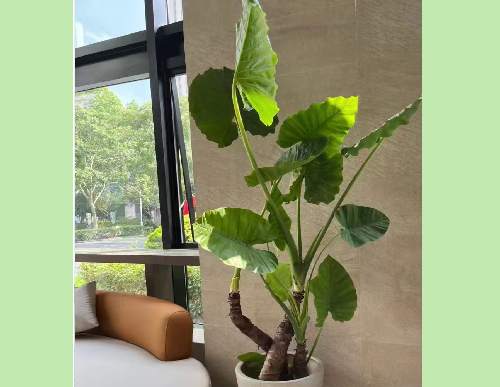 绿植租摆：滴水观音