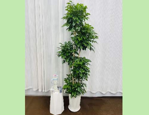 绿植租摆：造型绿宝