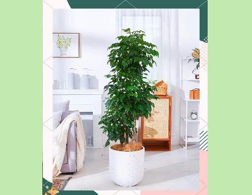 绿植租摆：造型绿宝