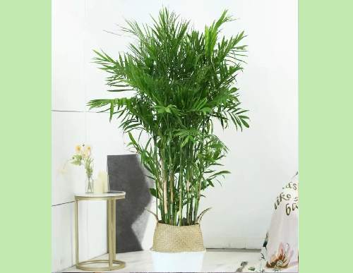 绿植租摆：夏威夷椰子