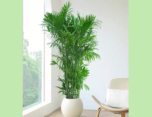 绿植租摆：夏威夷椰子