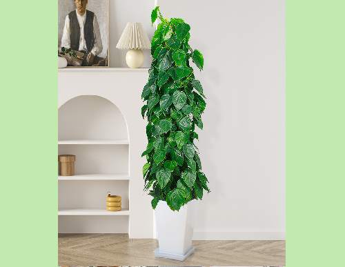 绿植租摆：青叶藤