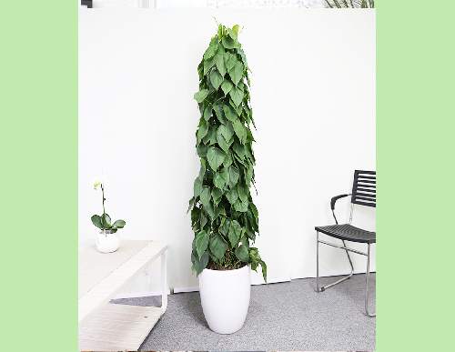 绿植租摆：青叶藤