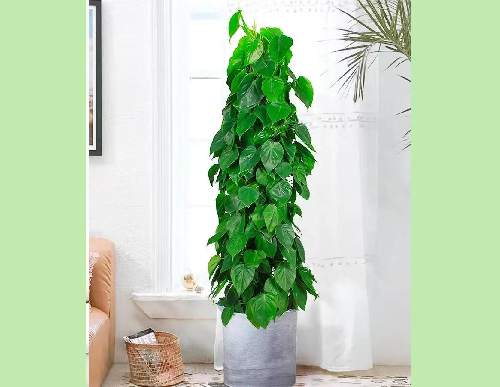 绿植租摆：青叶藤