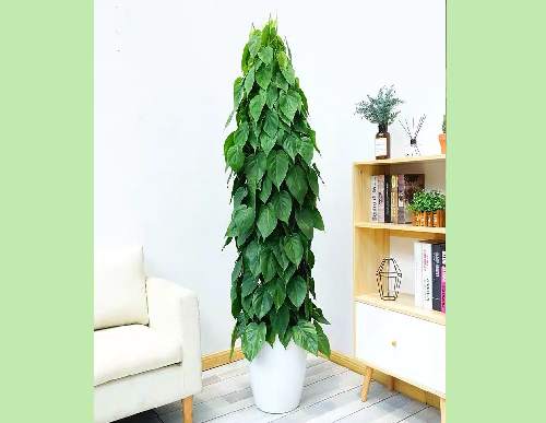 绿植租摆：青叶藤