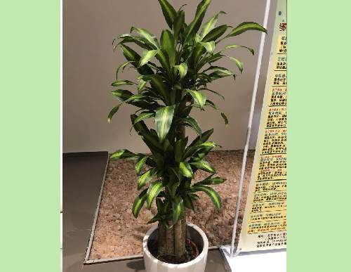 绿植租摆：巴西铁