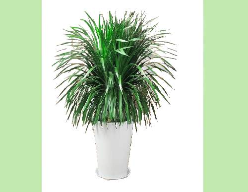 绿植租摆：龙血树” 在室内绿植租摆市场，龙血树凭借“颜值耐打、功能实用、养护省心”的核心优势，成为企业办公、商业空间与家庭装饰的优选。它隶属龙舌兰科龙血树属，是多年生常绿灌木或乔木，自带“低维护高价值”的租摆属性，尤其适配现代快节奏的空间需求。 