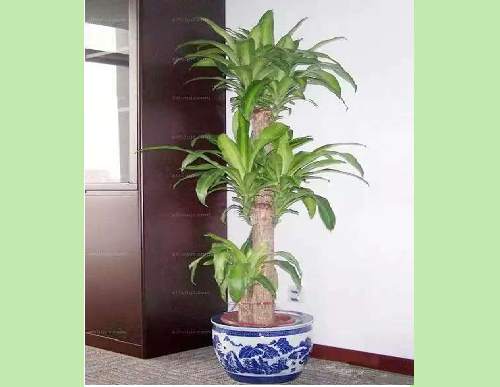 办公室绿植租摆：巴西木