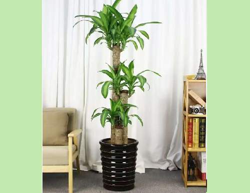 办公室绿植租摆：巴西木