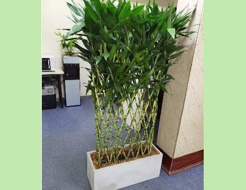 办公室绿植租摆：富贵竹笼