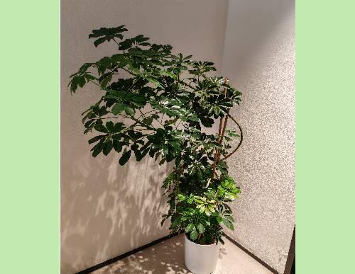 办公室绿植租摆：鸭脚木