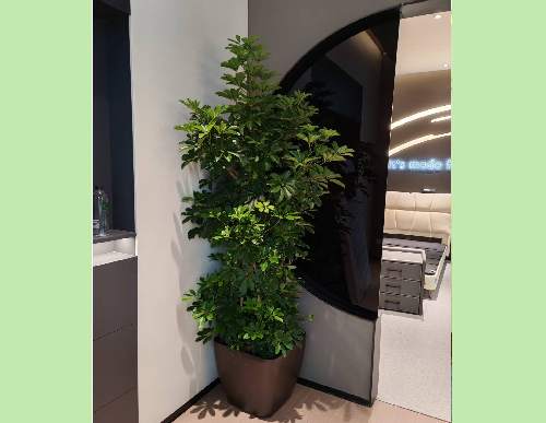 办公室绿植租摆：鸭脚木