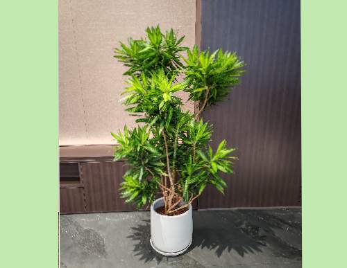 室内绿植租摆：百合竹