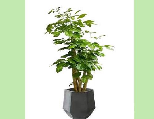 室内绿植租摆：大叶伞