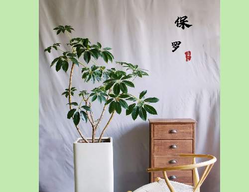 室内绿植租摆：大叶伞