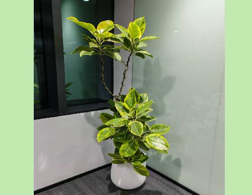 室内绿植租摆：造型黄金榕