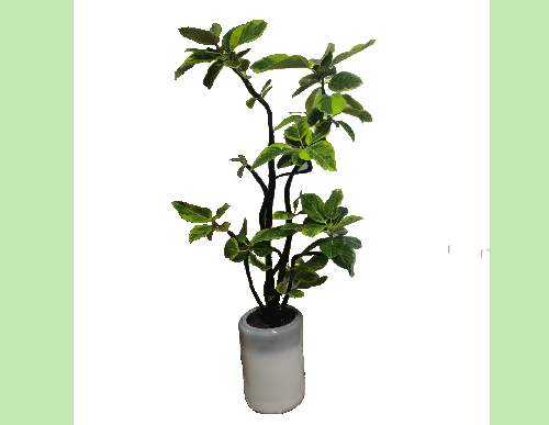 室内绿植租摆：造型黄金榕