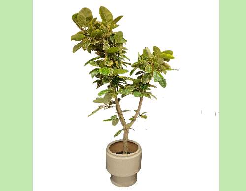 室内绿植租摆：造型黄金榕