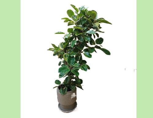 室内绿植租摆：造型黄金榕