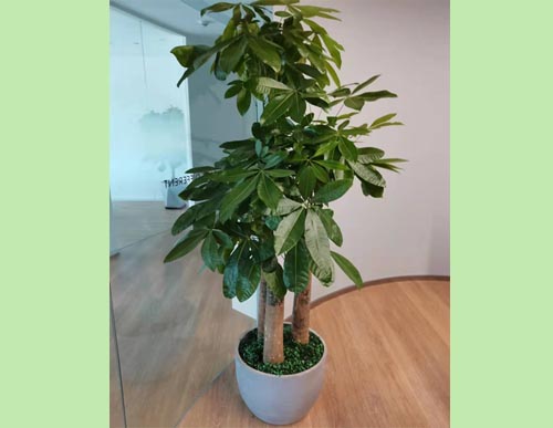 室内绿植租摆：步步高发财树