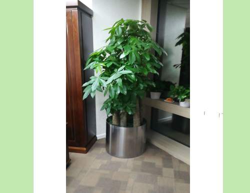 室内绿植租摆：步步高发财树