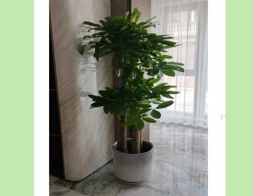 室内绿植租摆：步步高发财树