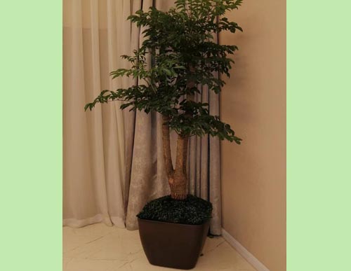 室内绿植租摆：幸福树