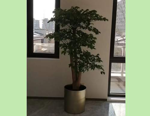 室内绿植租摆：幸福树