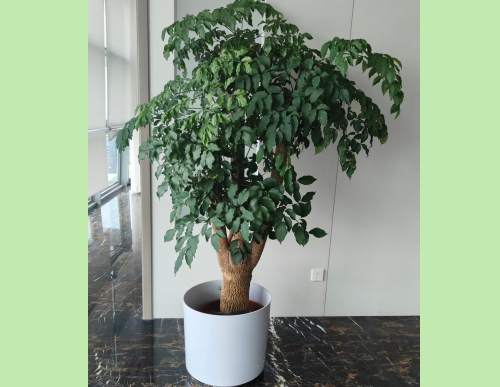 室内绿植租摆：幸福树