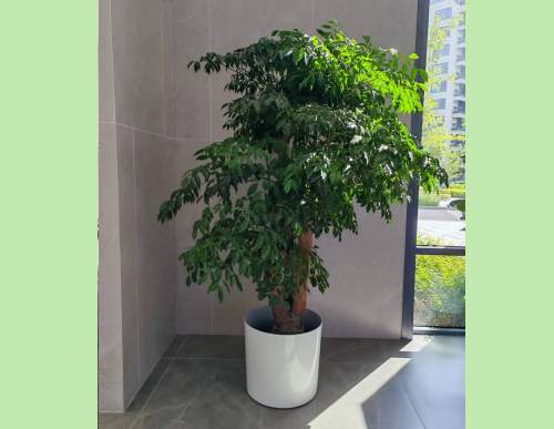 室内绿植租摆：幸福树