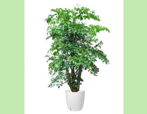 室内绿植租摆：幸福树