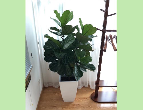 室内绿植租摆：琴叶榕