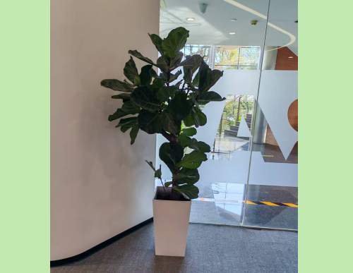 室内绿植租摆：琴叶榕