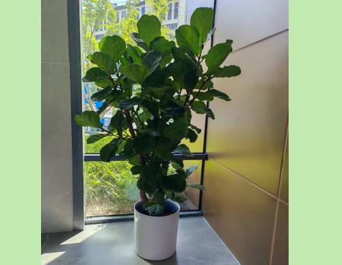 室内绿植租摆：琴叶榕
