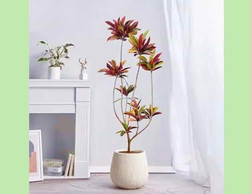 室内绿植租摆：变叶木