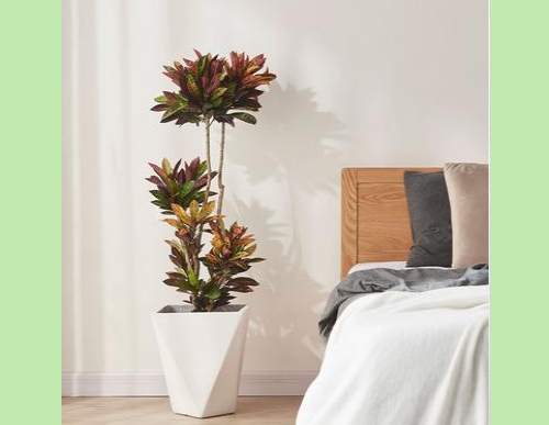 室内绿植租摆：变叶木