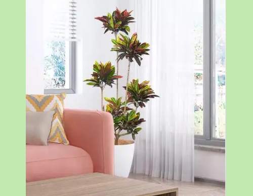 室内绿植租摆：变叶木