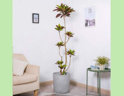 室内绿植租摆：变叶木