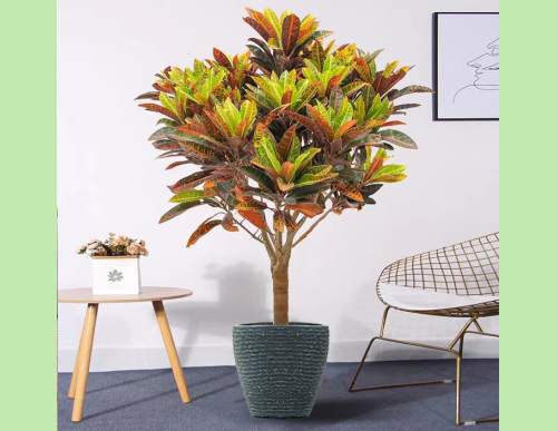 室内绿植租摆：变叶木