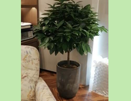室内绿植租摆：元宝树