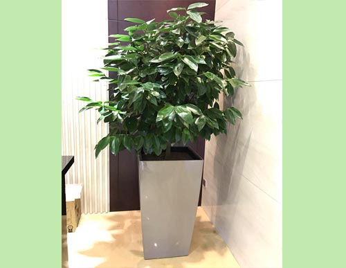 室内绿植租摆：元宝树