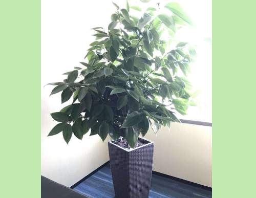 室内绿植租摆：元宝树