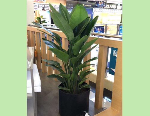 室内绿植租摆：望鹤兰